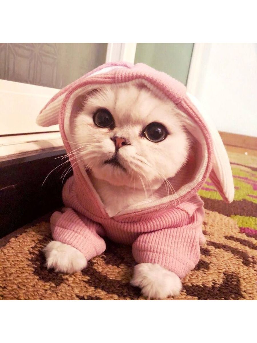 Котик в розовой шапочке