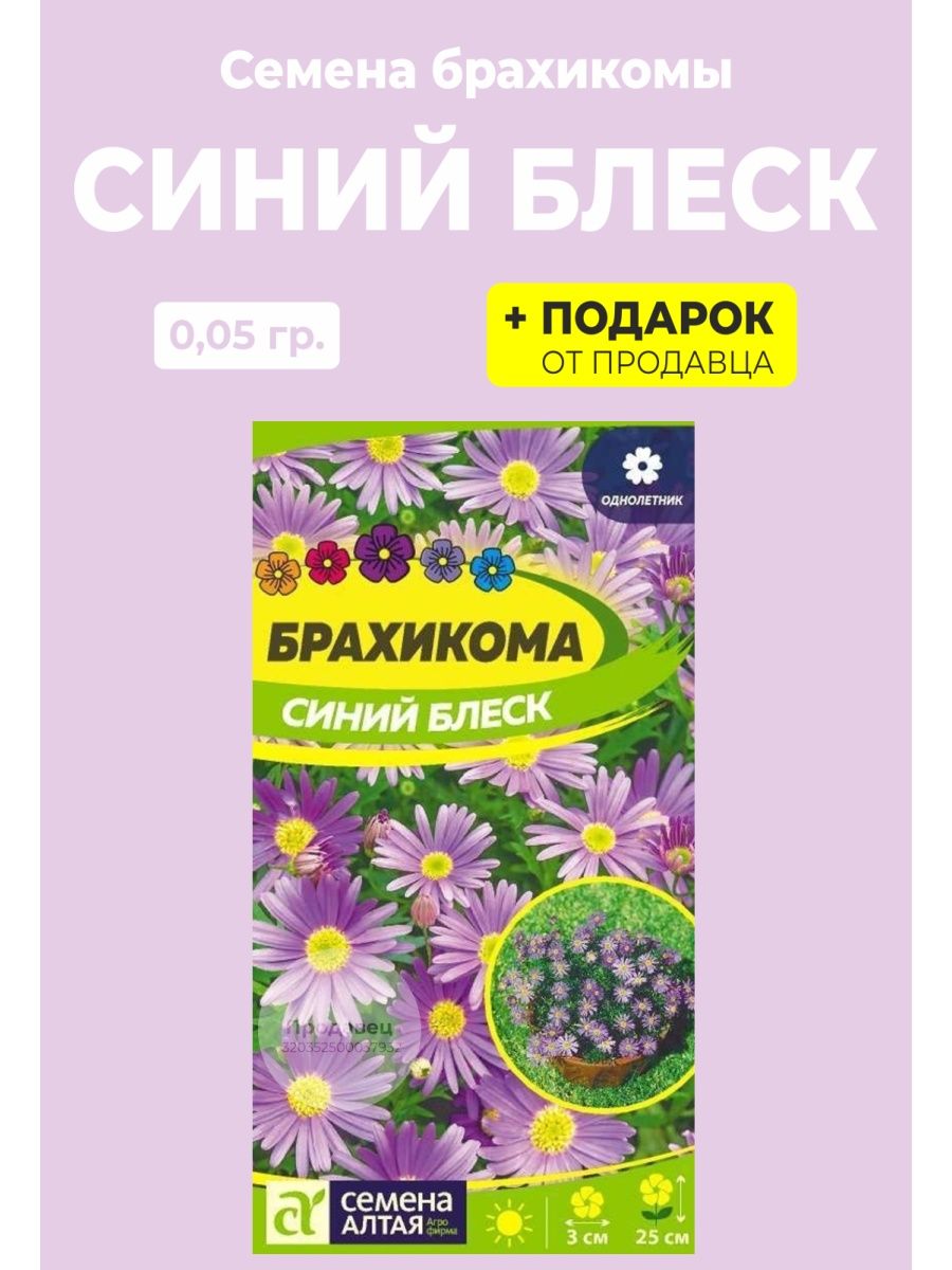 Брахикома синяя