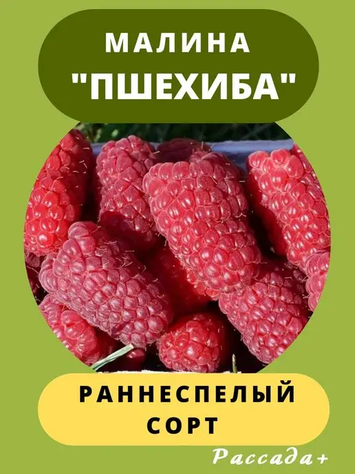 Малина ремонтантная Самохвал (ЗКС) AGRRO 160297144 купить за 994 ₽ винтернет-магазине Wildberries