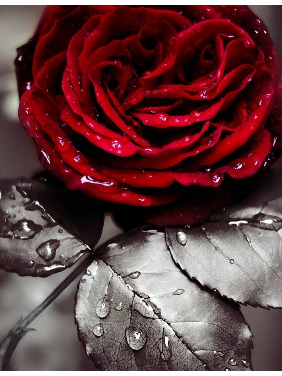 Черная роза с росой