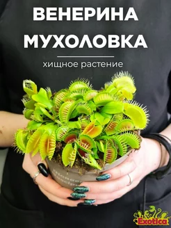 Венерина Мухоловка "Змей Горыныч" (Dionaea muscipula) D12см