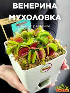 Венерина Мухоловка (Dionaea Muscipula) D12см квадрат