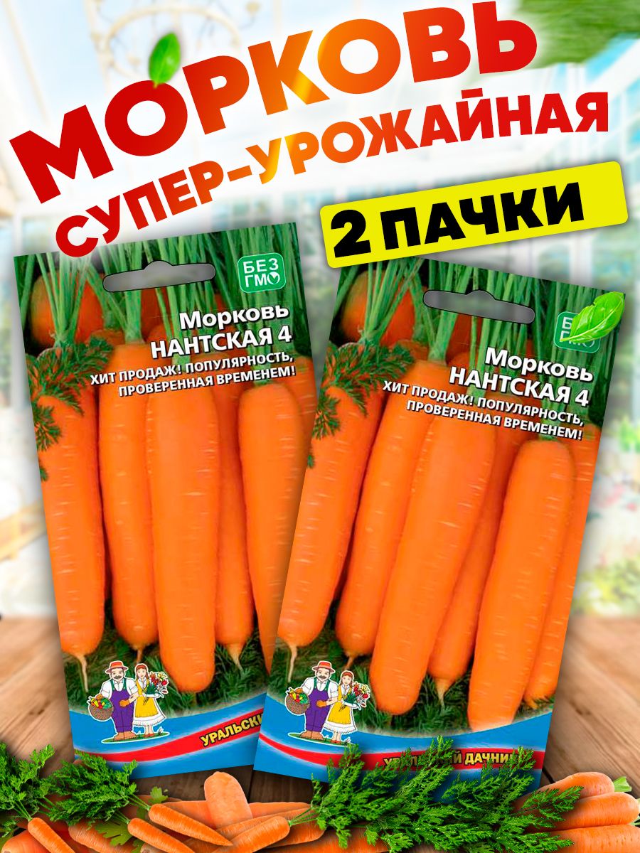 Сорт моркови Нантская 4