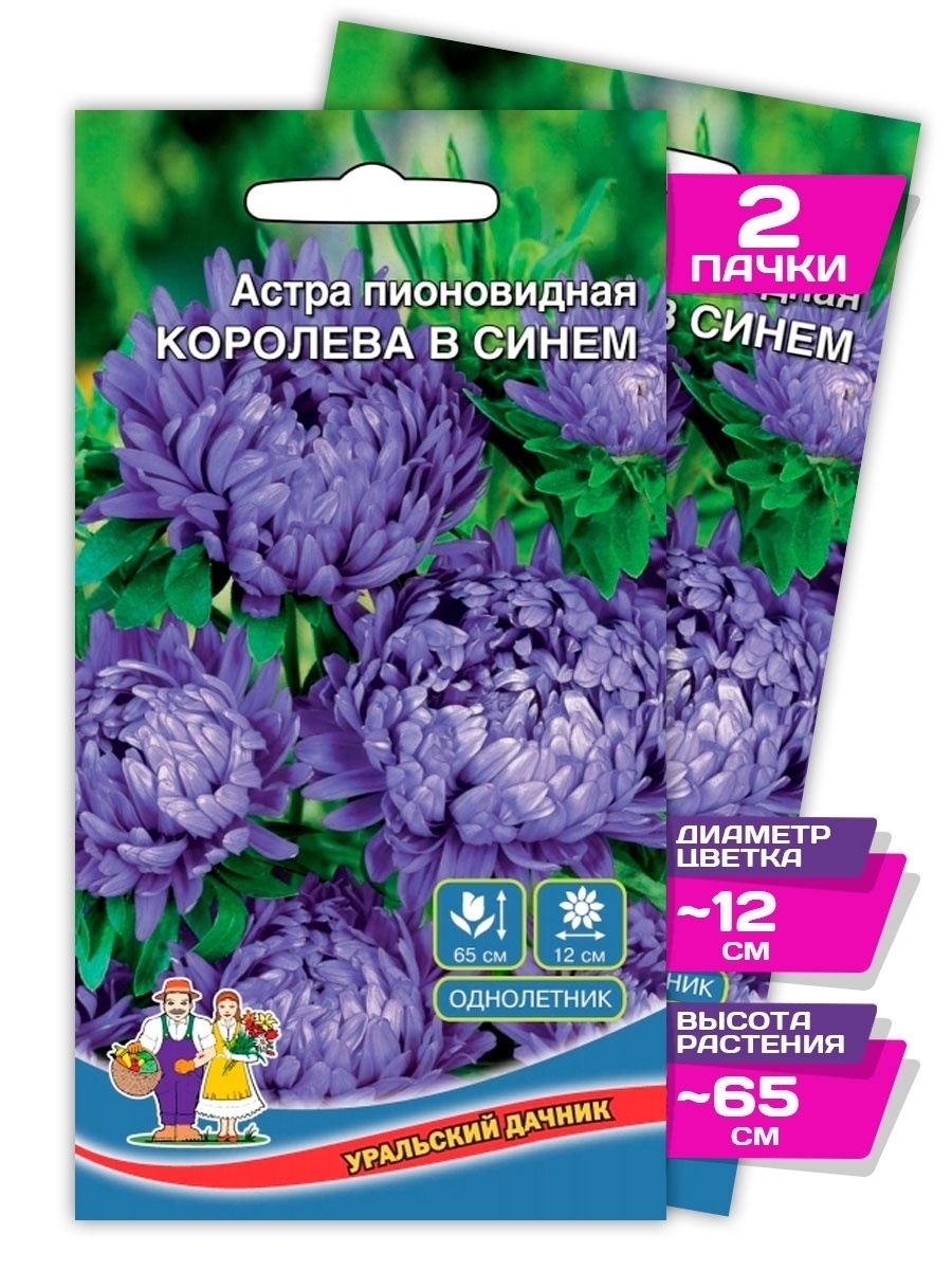 Королев синий. Астра пионовидная Королева гигантов в синем уд. Астра Королева сада синяя. Астра пионовидная голубая сизая. Цветы 