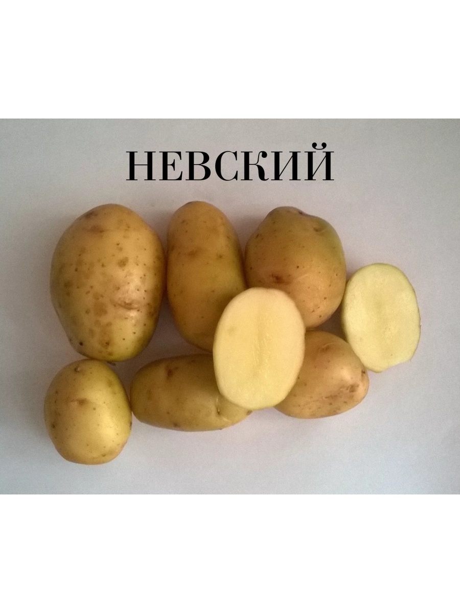 Сорт картофеля Невский