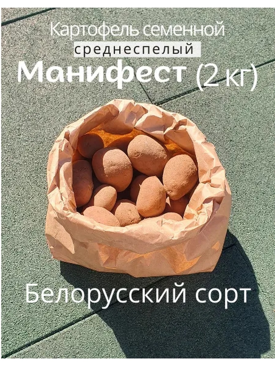 Картофель манифест описание