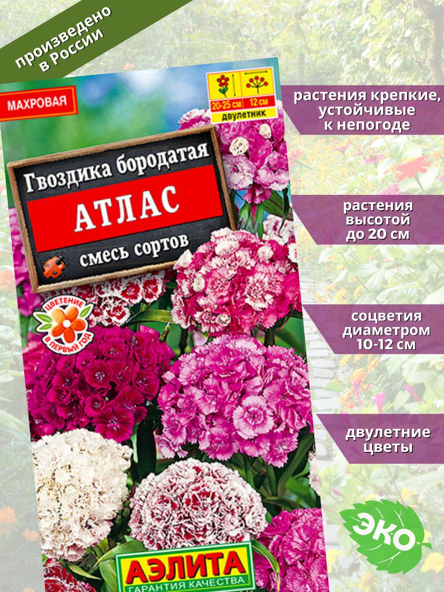 Гвоздика турецкая атлас