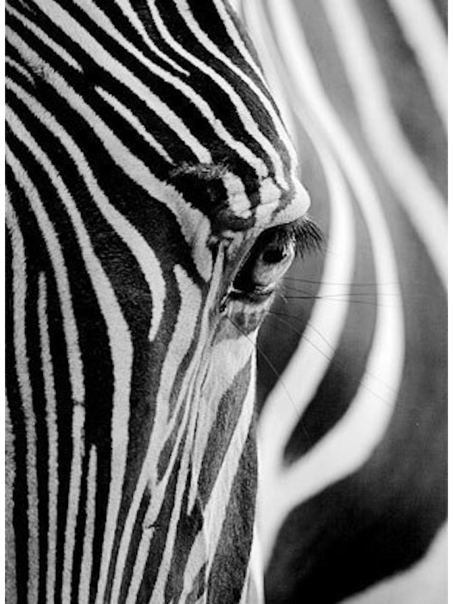 Строение зебры