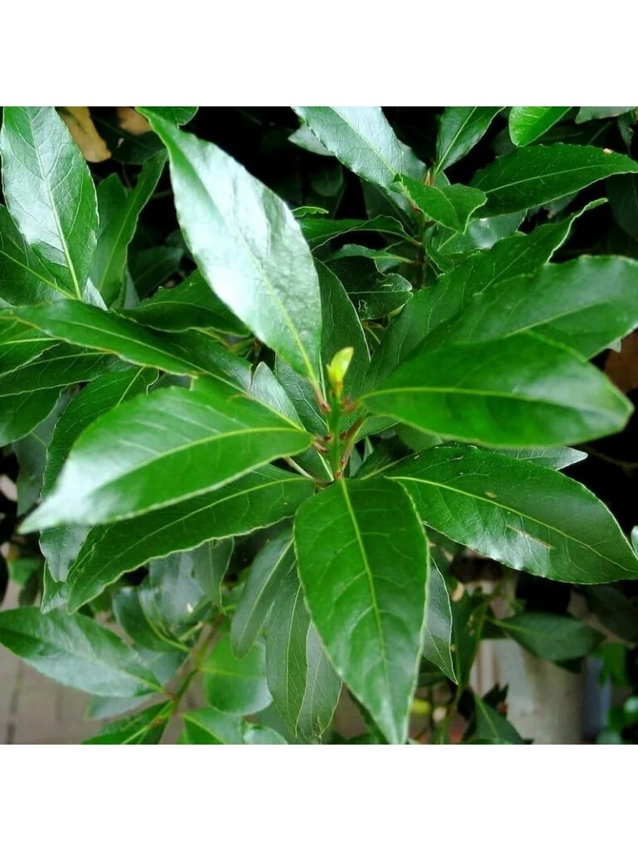 Лавр Laurus Nobilis