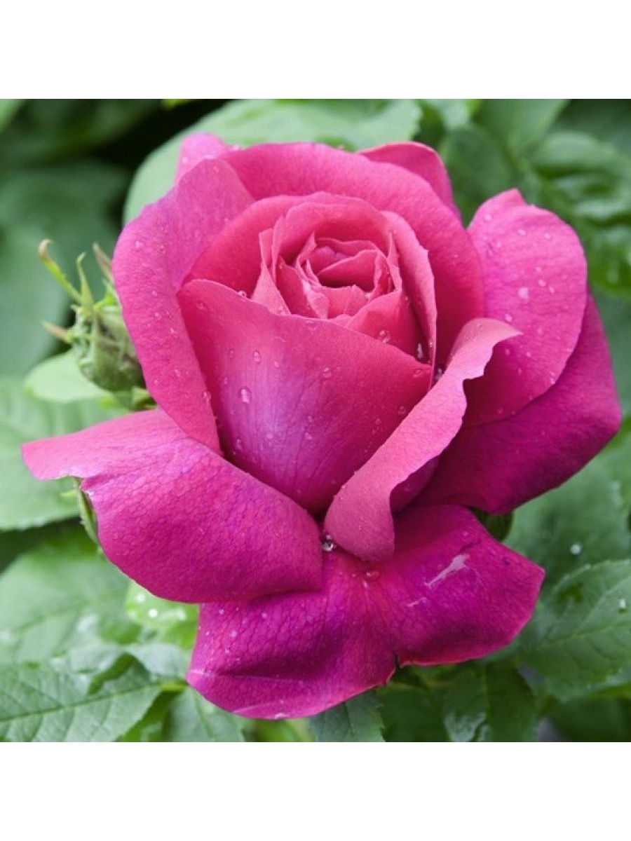 Роза каприз де Мейян фото