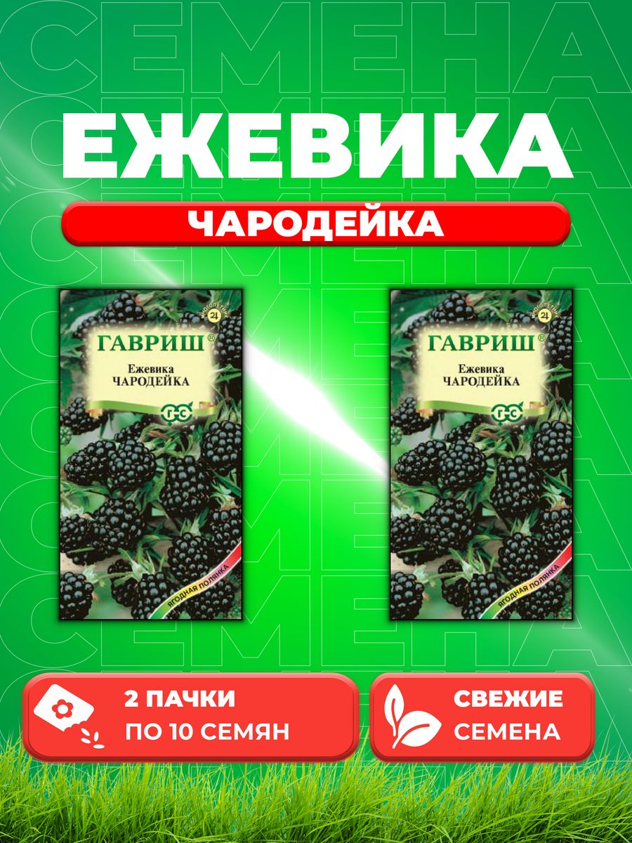 Ежевика суши в пушкине. Ежевика Чародейка. Ежевика Чародейка описание отзывы. Ежевика Чародейка 10шт Гавриш.