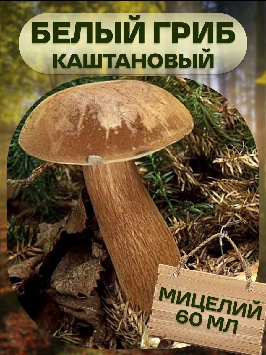 Моховик каштановый польский гриб