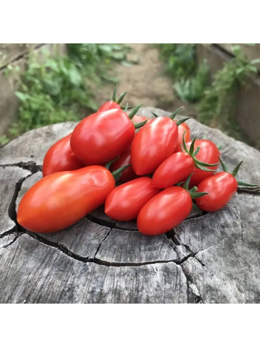 Семена томатов феня. Томат Гердон f1. Томат Барбарис f1.