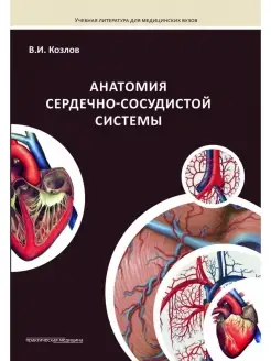 Анатомия сердечно-сосудистой системы. Уч