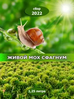 Живой мох сфагнум для террариума свежий сбор 2024г