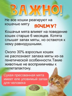 Кошачья мята котенку можно