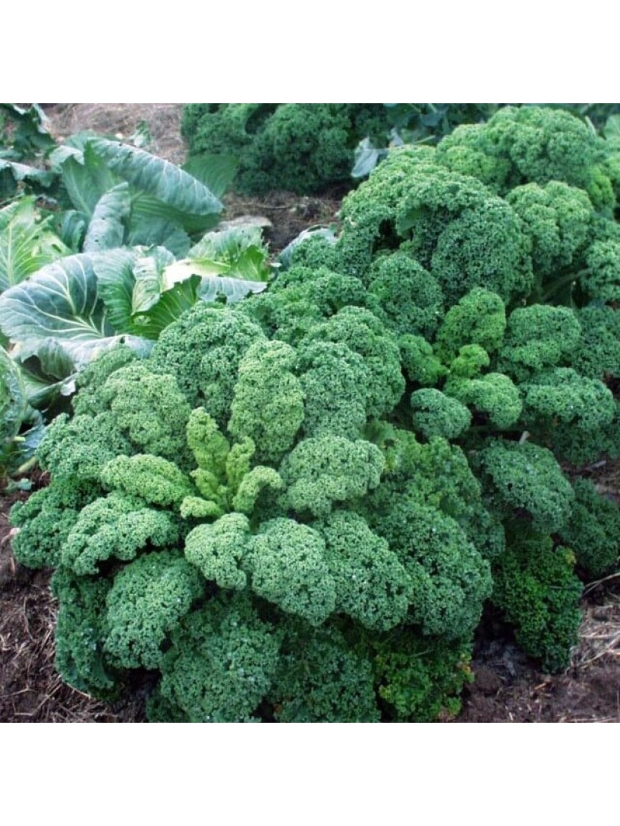 Kale кудрявая капуста