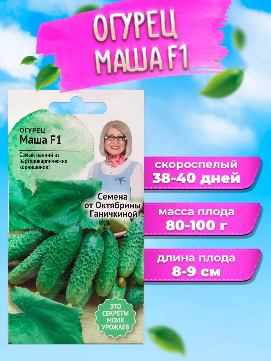 Огурцы Маша Фото