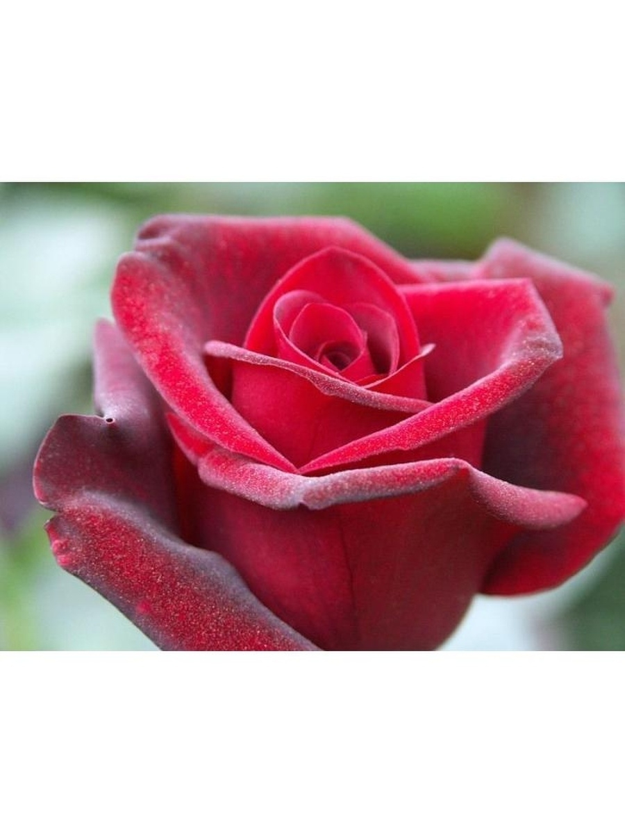 Роза Гранд Гала розовая