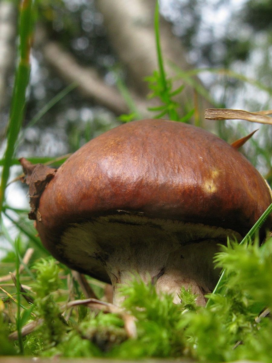 Масленок фото. Suillus luteus. Маслёнок обыкновенный. Маслёнок обыкновенный грибы. Королевский масленок.