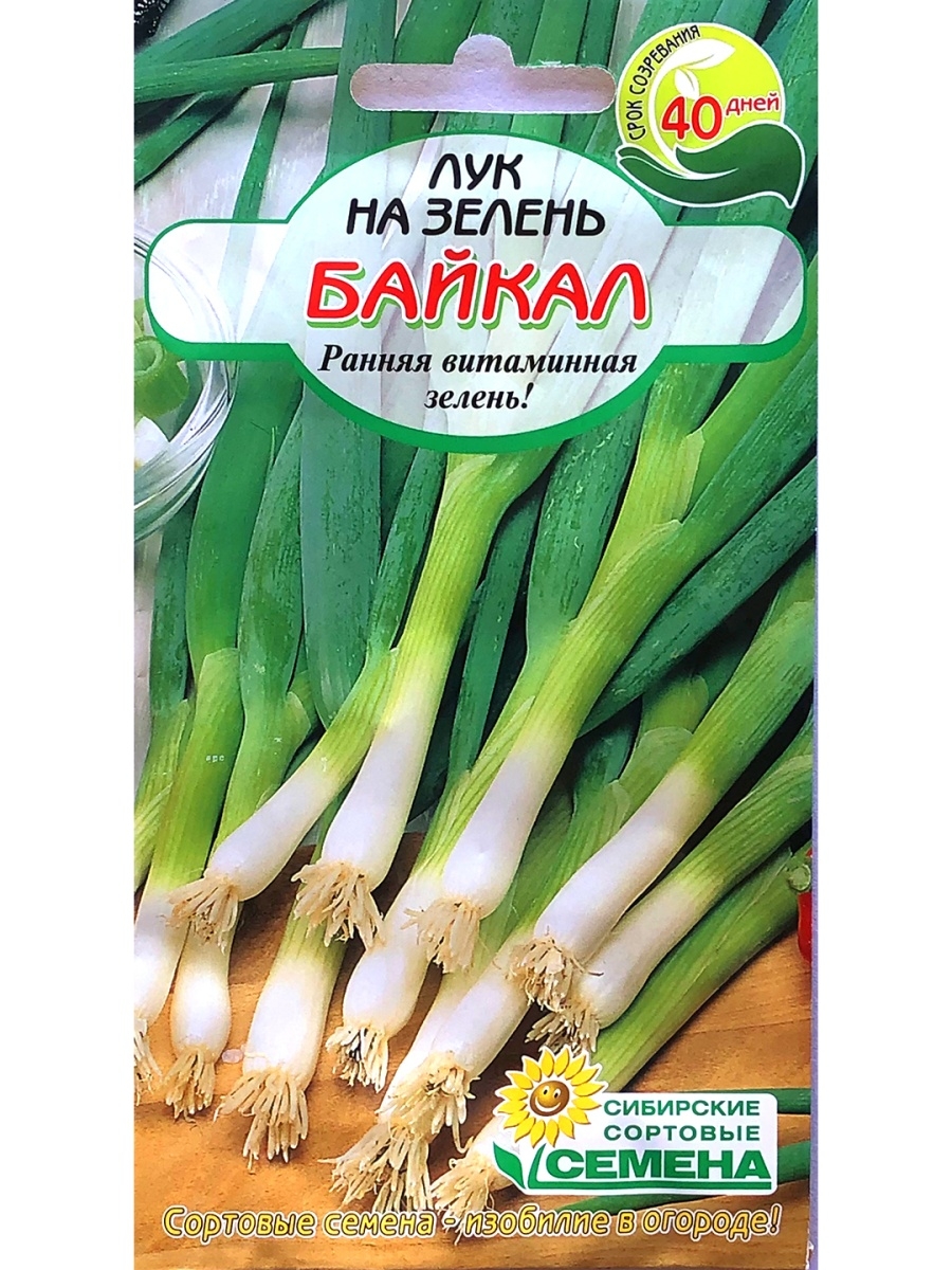 Лук сибирь описание. Лук Байкал. Лук на зелень. Лук на зелень сорта. Лук на зелень семена.