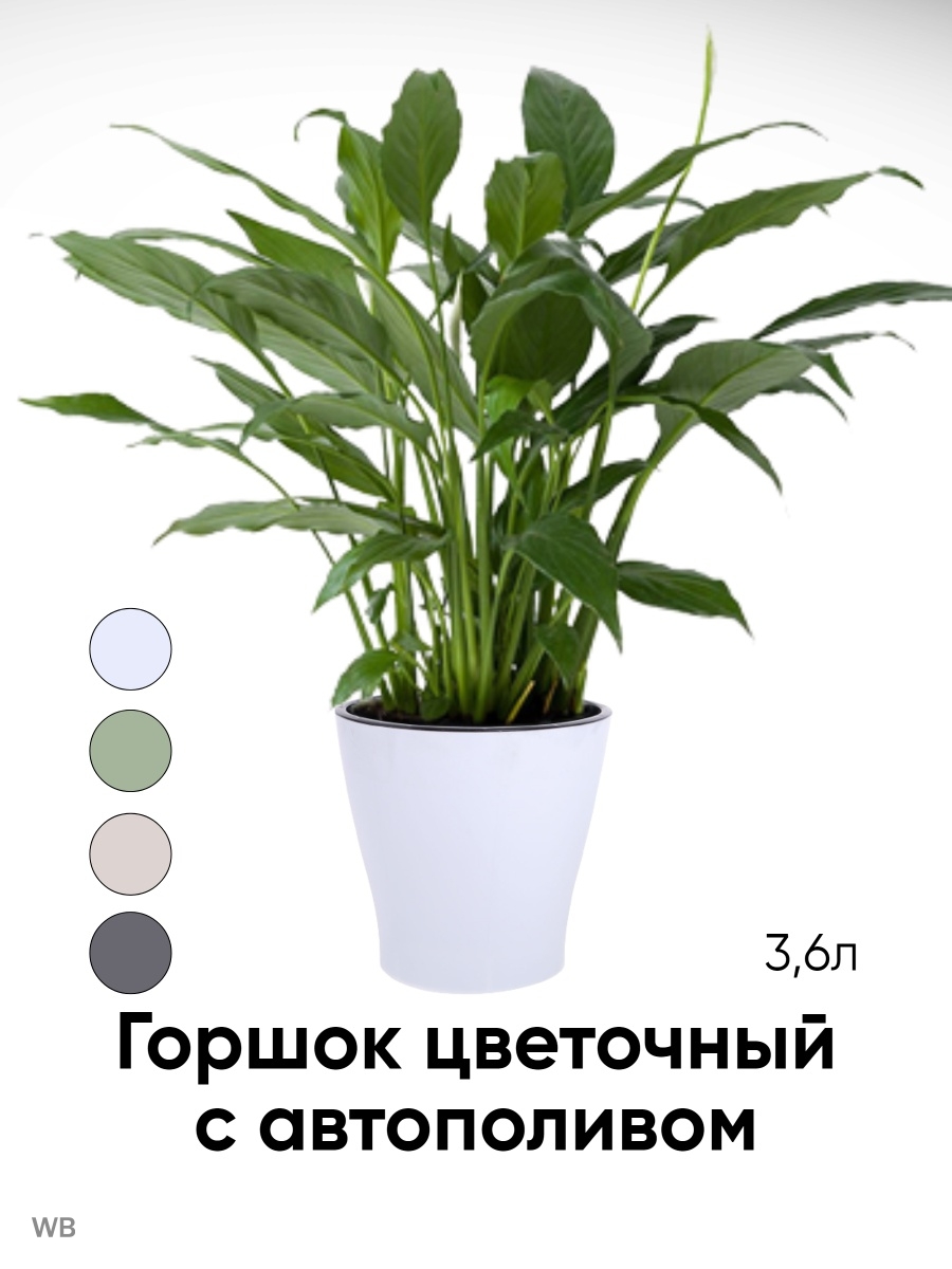 Pdf plant. Цветок в горшке. Комнатные растения в горшках. Растения без фона. Растение в горшке на прозрачном фоне.