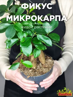 Фикус Микрокарпа (Ficus Мicrocarpa) D15см