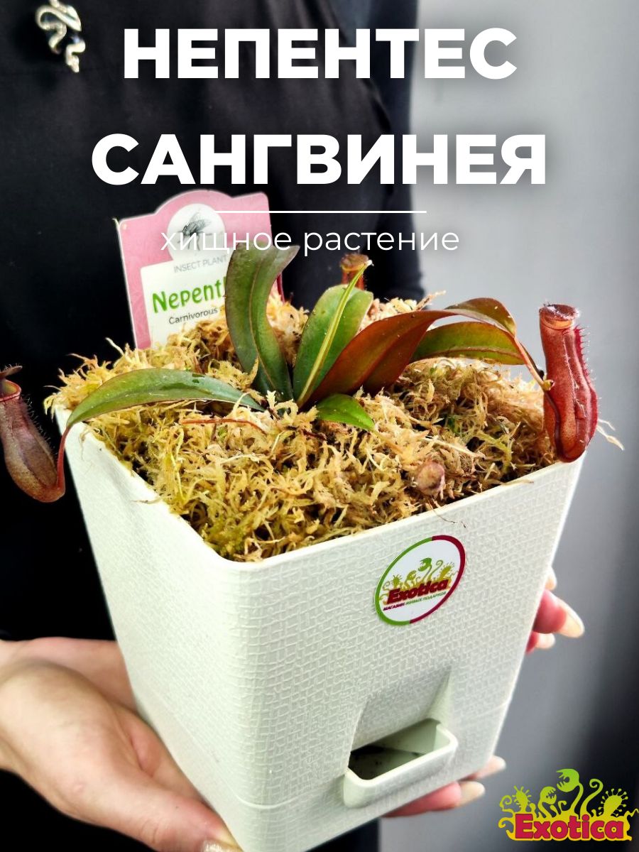 Непентес сангвинея фото