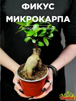 Фикус Микрокарпа (Ficus Microcarpa) D11см