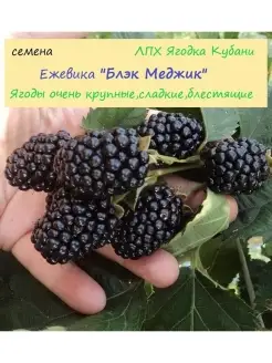 Ежевика "Блэк Мэджик" семена 10 шт