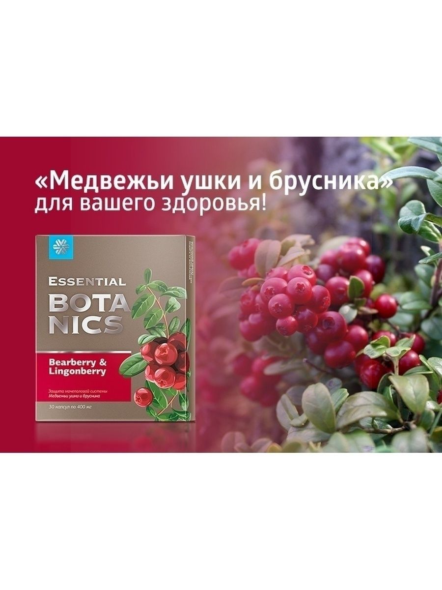 Essential botanics медвежьи ушки и брусника отзывы. Essential Botanics Медвежьи ушки и брусника капсулы. Siberian Wellness Медвежьи ушки и брусника. Essential Botanics Медвежьи ушки и брусника капсулы инструкция. Медвежьи ушки Сибирское здоровье картинка.