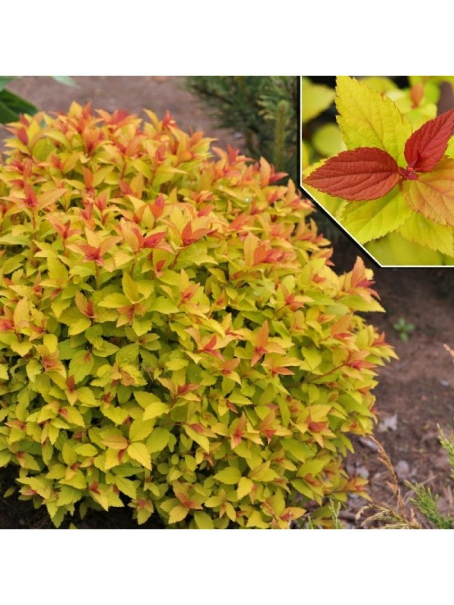 Спирея японская (Spiraea japonica `Firelight`)