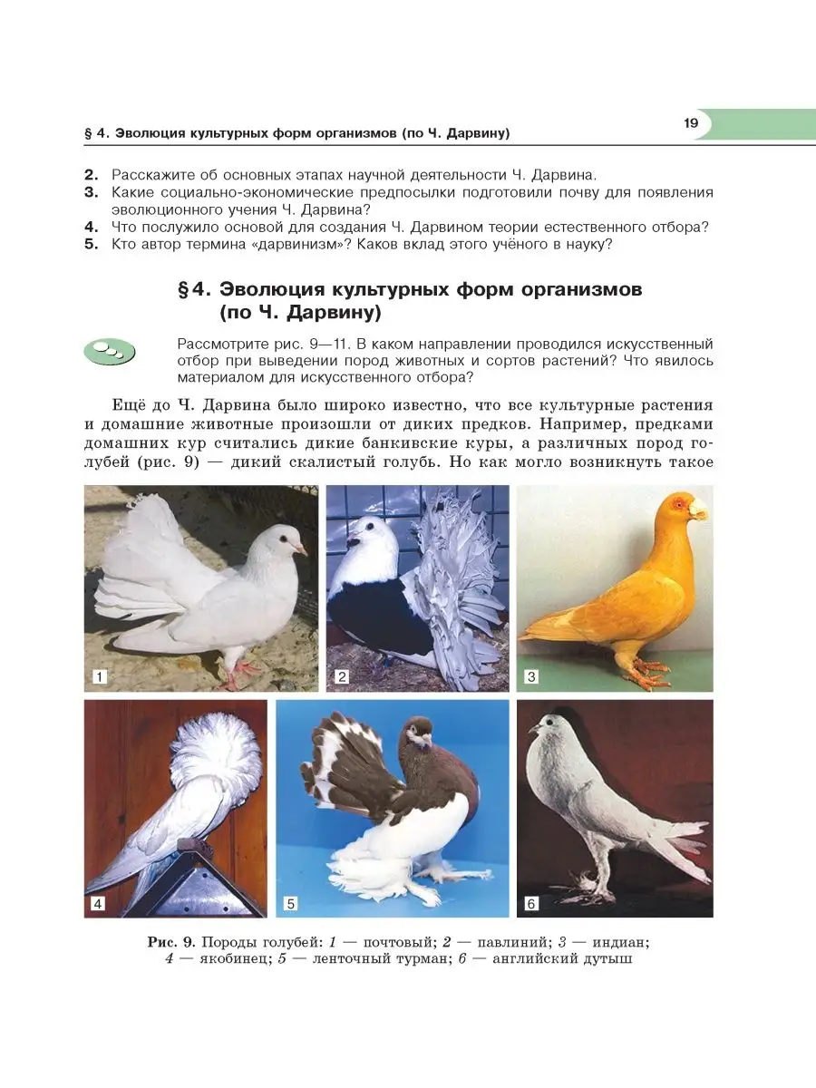 Среднеазиатская горлица. Эволюция культурных форм организмов по дарвину. Сходства голубей. Короткохвостая горлица. Описание голубя.