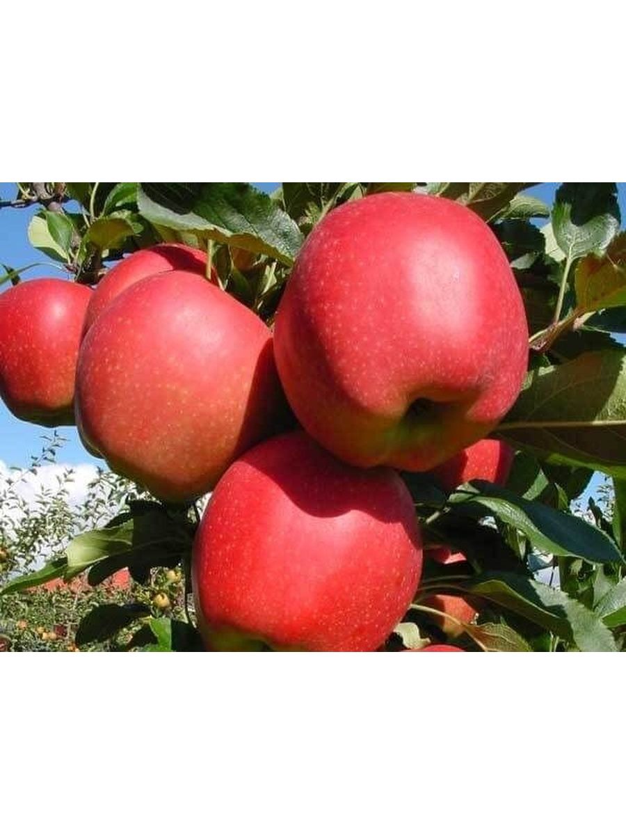 Яблоки гала фото и описание