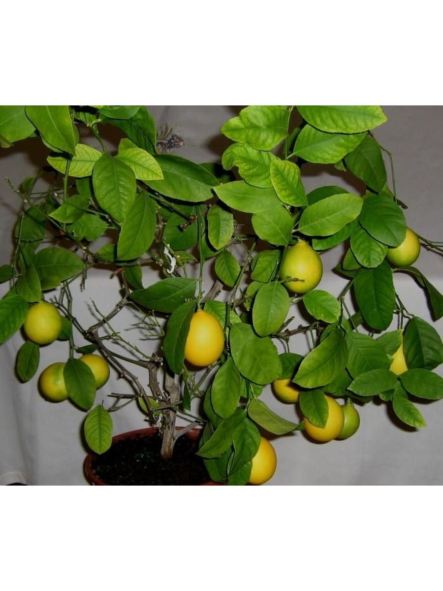 Павловский сорт лимона