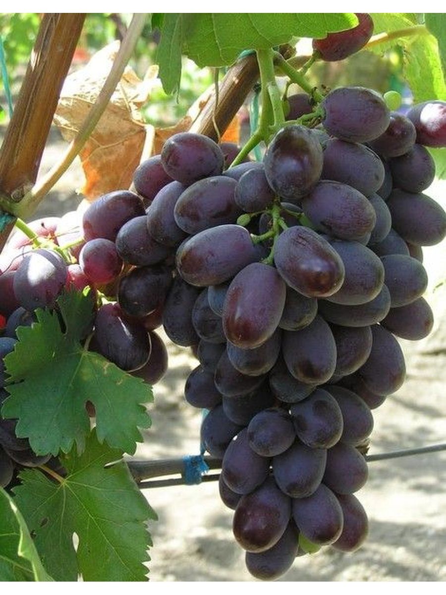 виноград сорт атаман фото