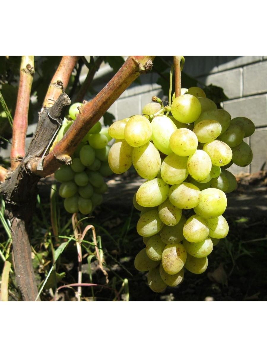 Ладанный-2 сорт винограда