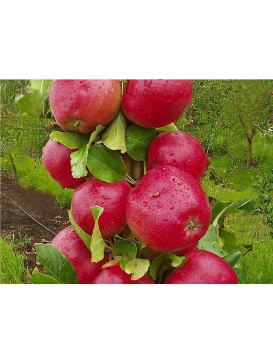 Колоновидные яблони Арбат