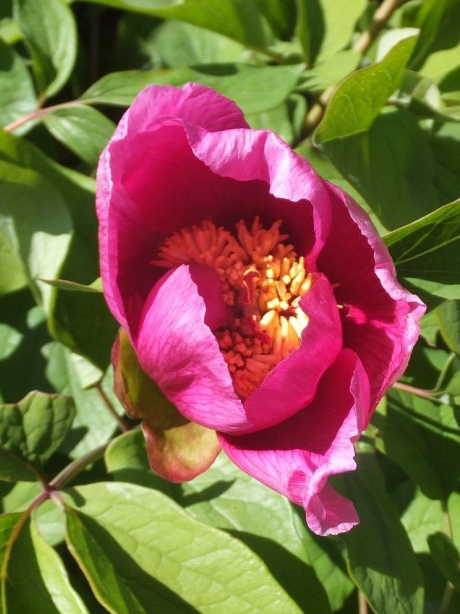 Пион кавказский - Paeonia Caucasica (Schipz.) Schipz.