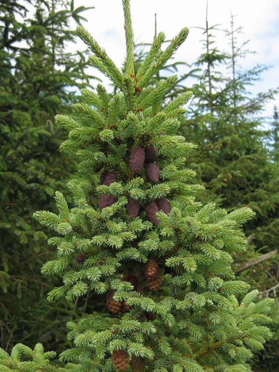 Picea Mariana DOUMETTI