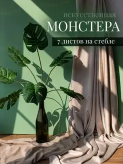 Монстера