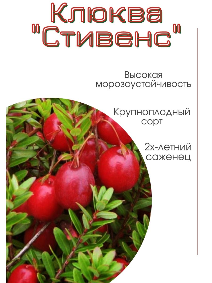 Клюква стивенс описание. Клюква сорт Стивенс. Саженцы клюквы Стивенс. Клюква Стивенс куст.