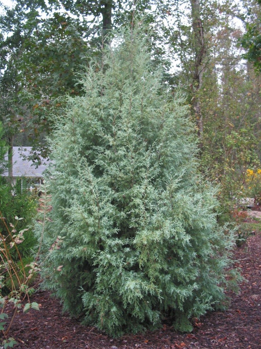 Cupressus arizonica Tek Top