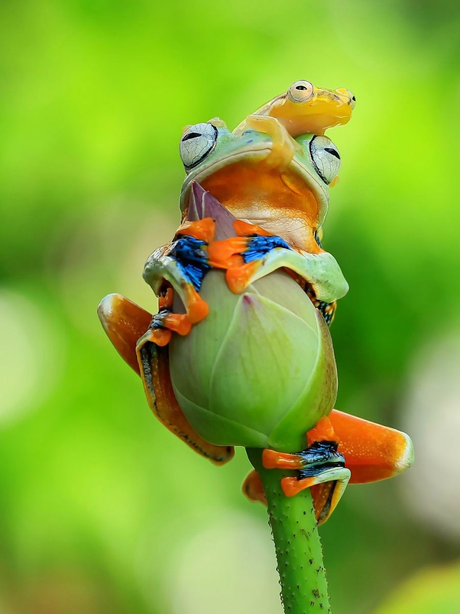 Красивый позитивчик. Танто Йенсен — индонезийский фотограф. Квакша Радужная. Необычные лягушки. Лягушки в природе.