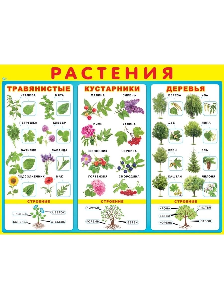 Плакат растения для дошкольников