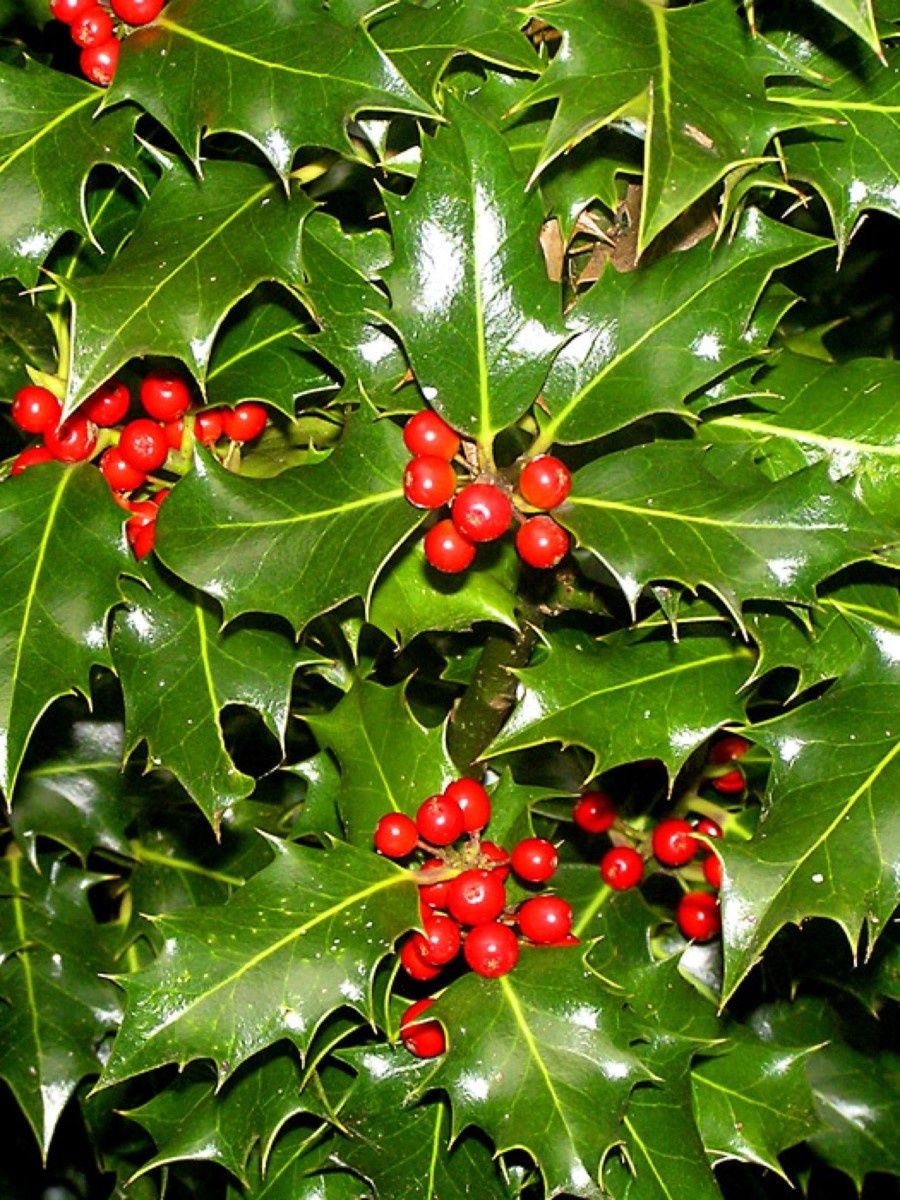 Падуб обыкновенный (Ilex aquifolium);