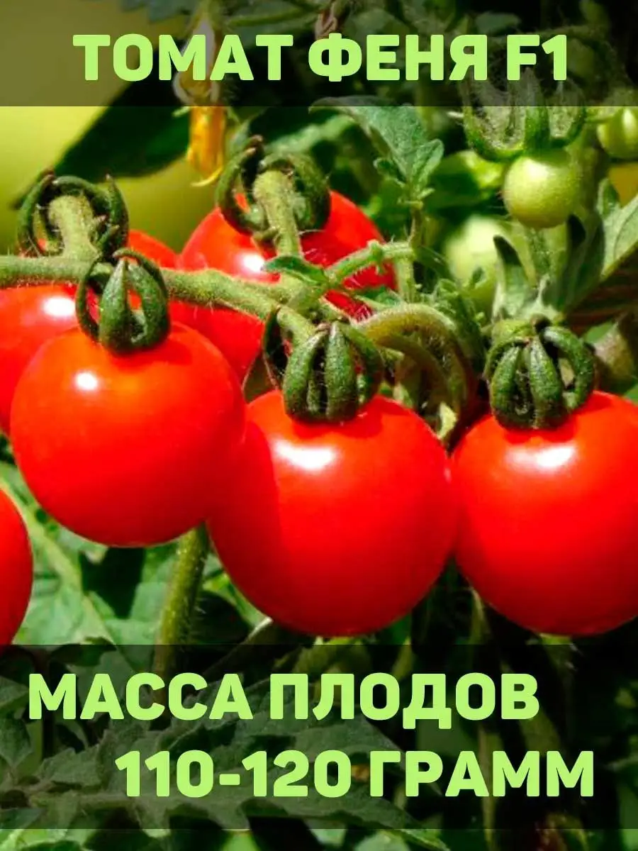 Феня томат семена