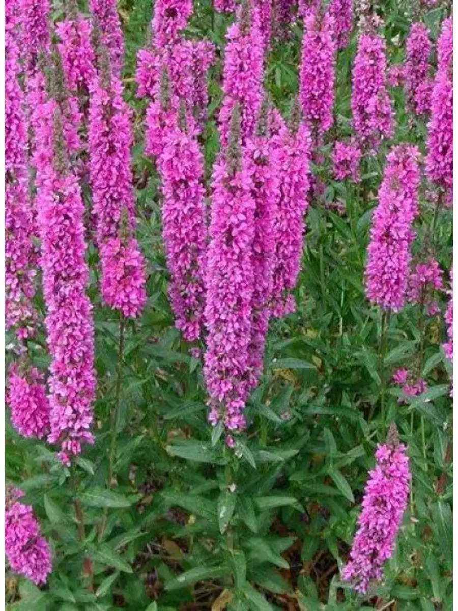 Дербенник белый. Дербенник иволистный зигунерблют. Дербенник роберт. Дербенник розовый жемчуг. Дербенник розовый жемчуг.