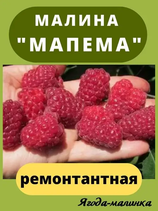 Малина ремонтантная Самохвал (ЗКС) AGRRO 160297144 купить за 994 ₽ винтернет-магазине Wildberries