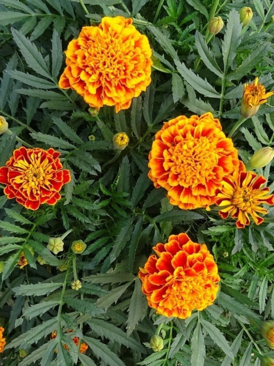 Marigold Edible Flowers